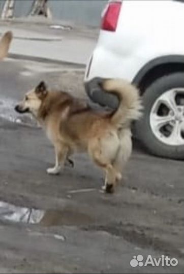 Рина ищет дом или передержку