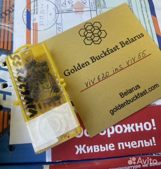 Пчела бакфаст. Матки. Пчелопакеты