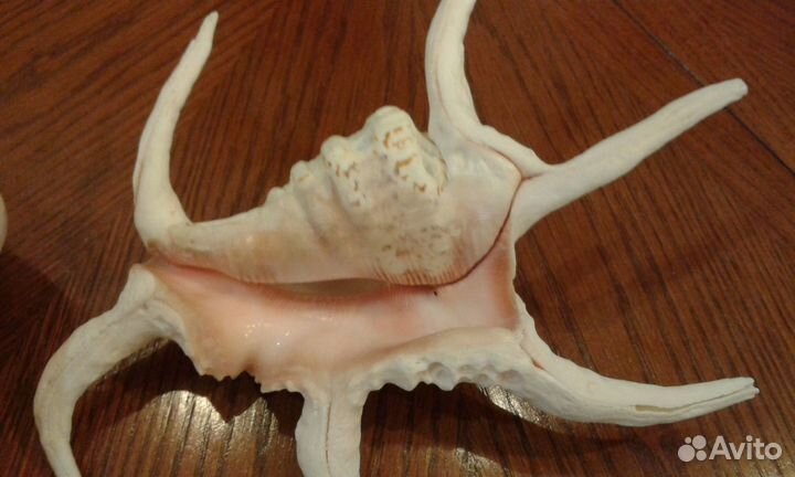 Морские ракушки 18 см