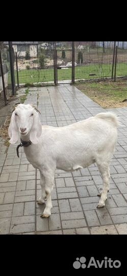 Англо нубийские козы