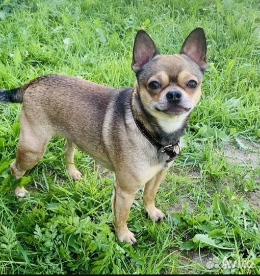 Чихуахуа вязка