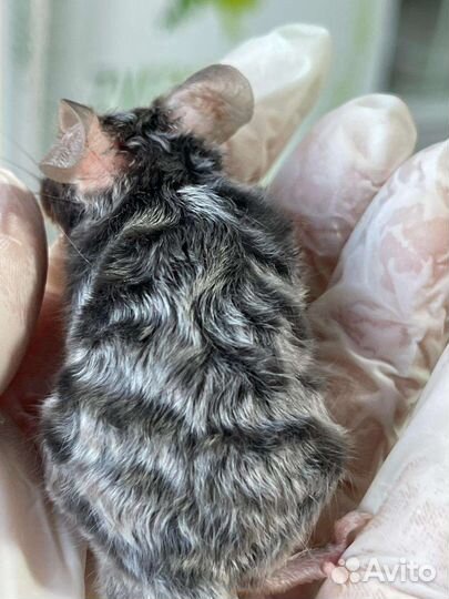 Мышки тексели сатиновые и рексы кудрявые