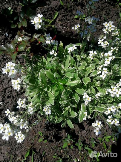 Арабис Вариегата