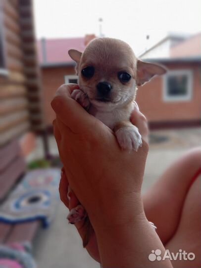 Щенки чихуахуа мини гладкошерстные
