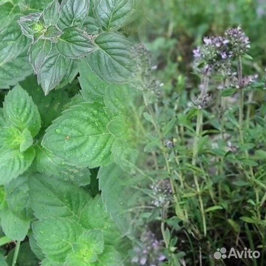 Мята душистая ментоловая, чабрец