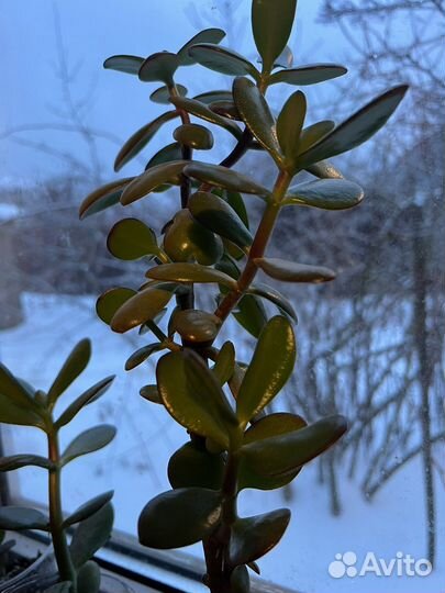 Толстянка (денежное дерево)