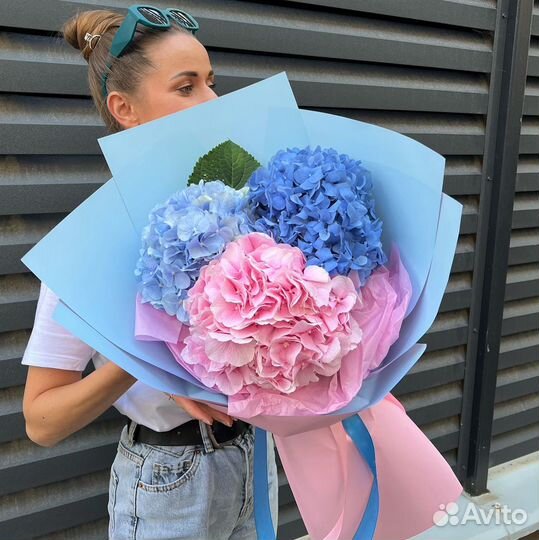 Гортензия. Свежая Гортензия