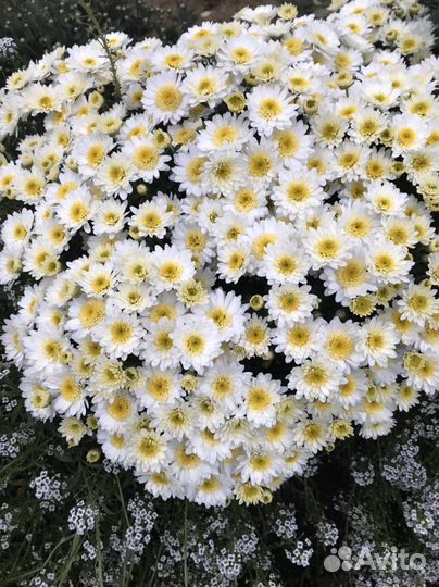 Хризантемы