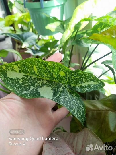 Сингониумы сортовые