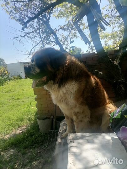 Вязка московская сторожевая кобель