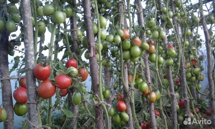 Домашние заготовки, мед