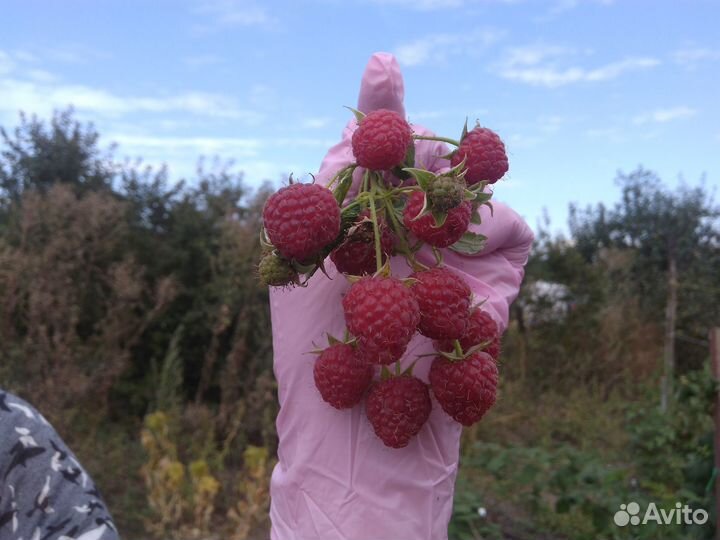 Ремонтантная малина Зюгана и другие сорта