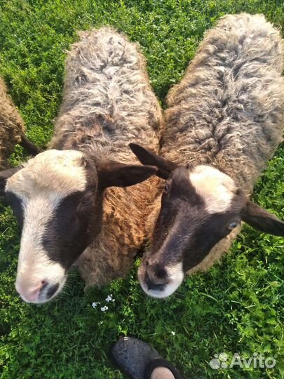 Овцы бараны