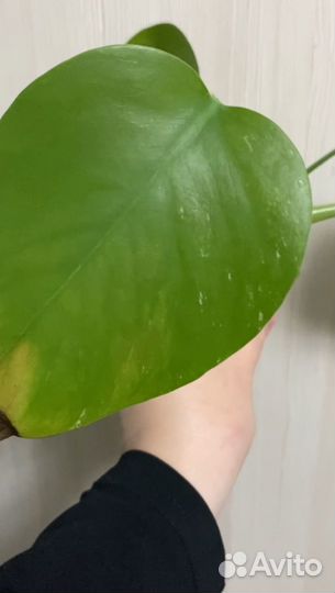 Монстера Альба