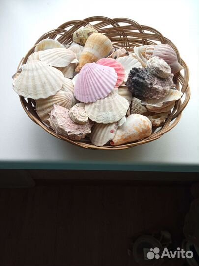 Морские ракушки раковины