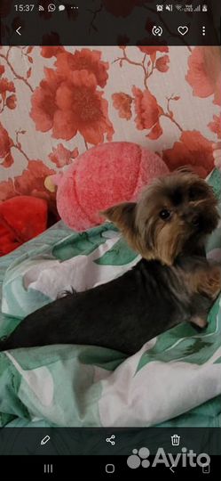 Йоркширский терьер мальчик