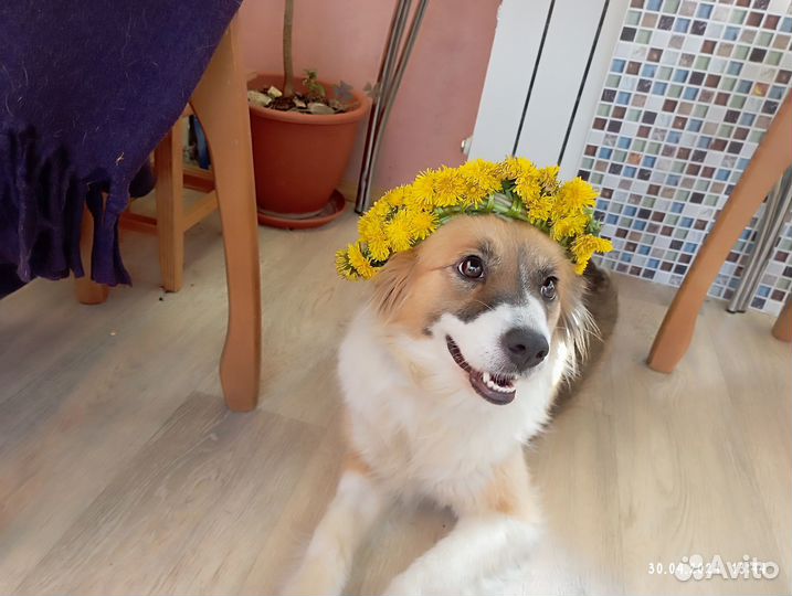 Жулька ищет дом