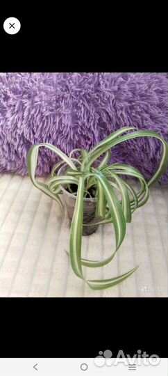 Комнатные растения