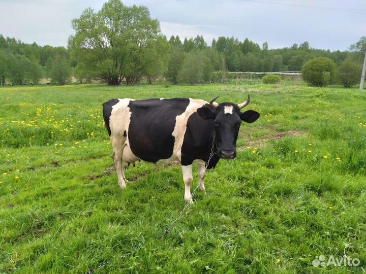 Корова высокоудойная