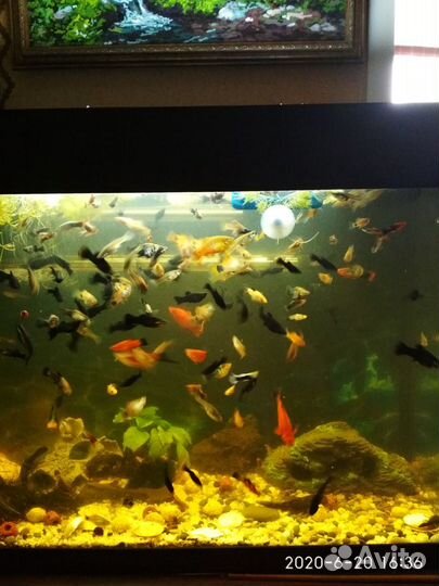 Аквариумные рыбки: гуппи, моллинезии, меченосцы