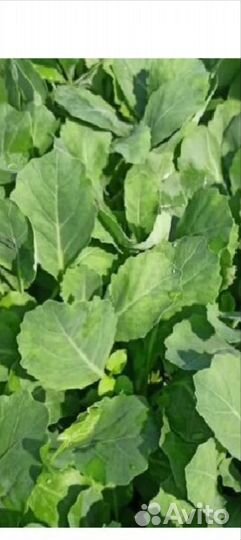 Рассада ранней капусты.70р за десяток