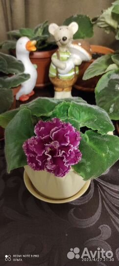 Фиалки сортовые