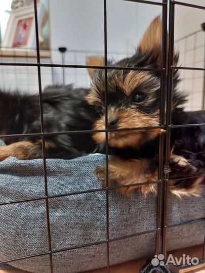 Йоркширский терьер щенки - мини