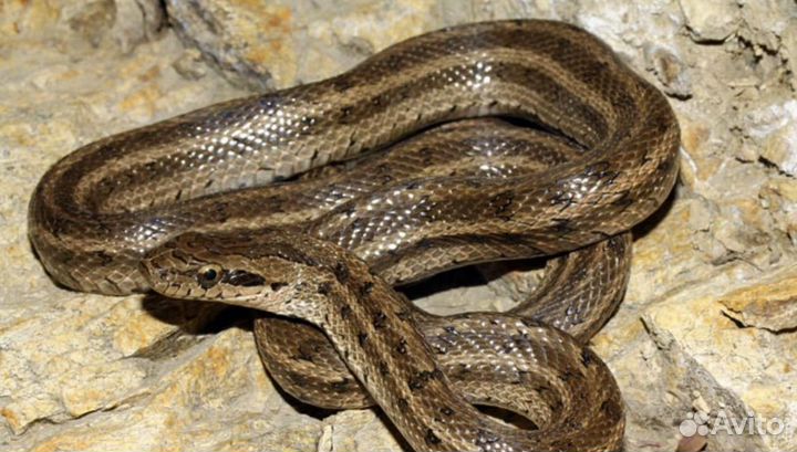 Узорчатый полоз