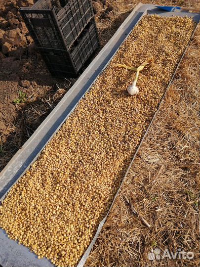 Слоновий чеснок - элита и супер элита