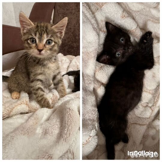 Котята с доставкой бесплатно