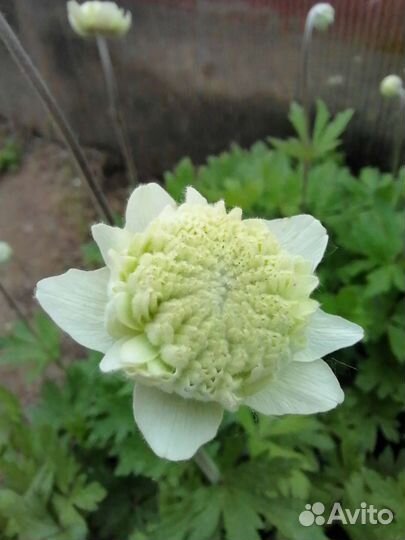 Анемона, цветы многолетники