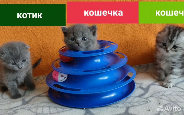 Шотландские котята