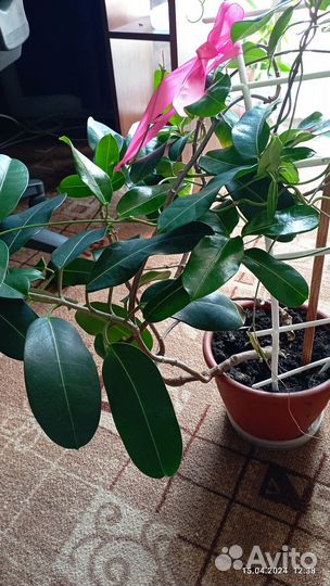 Жасмин многоцветковый