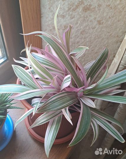 Традесканция рео