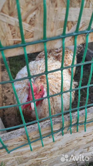 Петух легбар