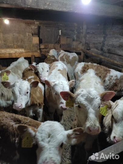 Бычки быки телята