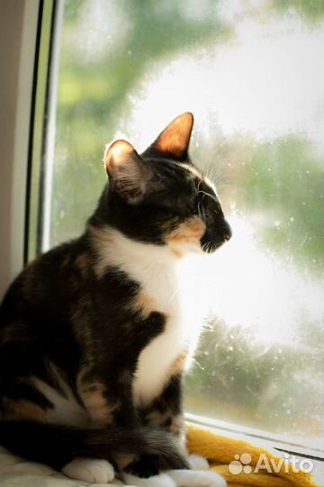 Удивительная Сонечка