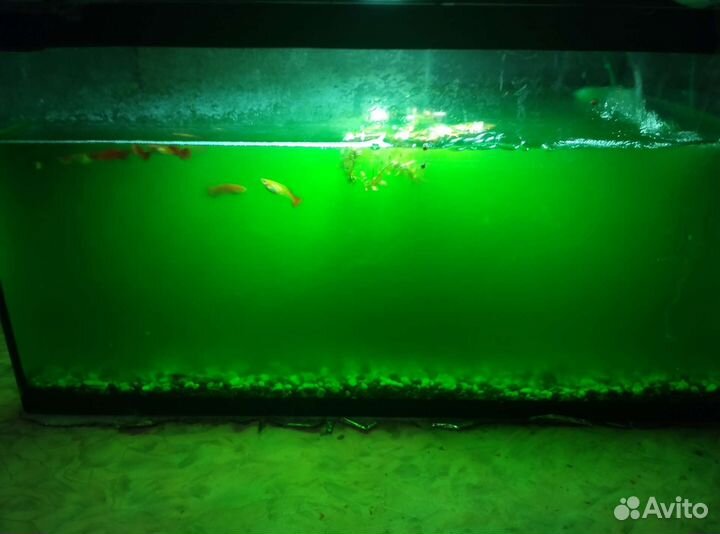 Аквариум с рыбками