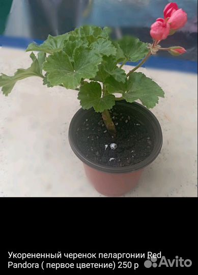 Укорененные черенки пеларгонии