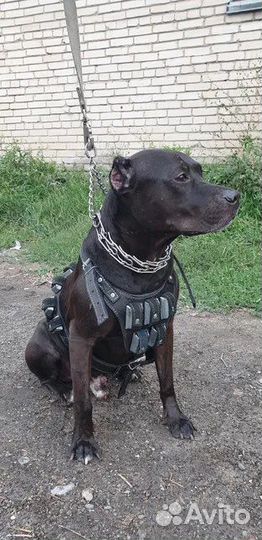 Грузовая шлейка кожаная