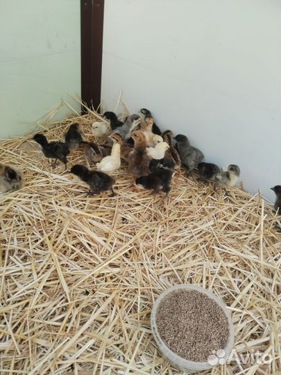 Цыплята породистые