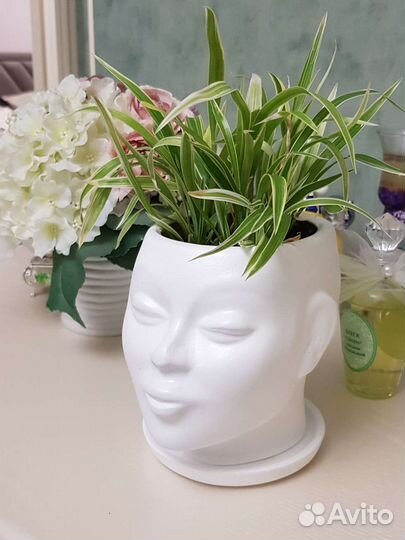 Редкий сорт хлорофитум Лаксум