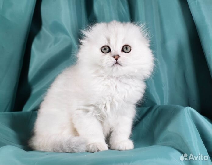 Шотландский вислоухий мальчик