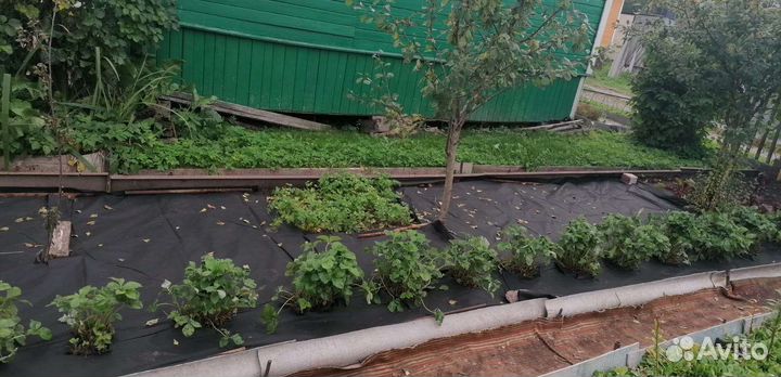 Земклубника