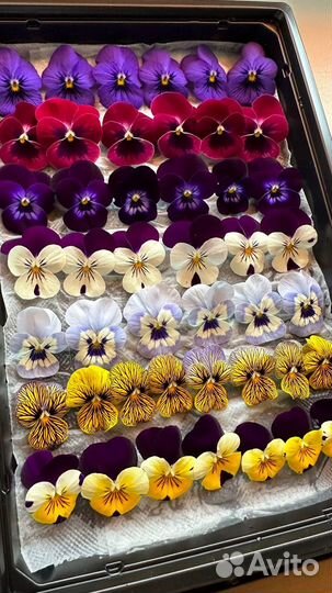 Пишевые (съедобное) цветы