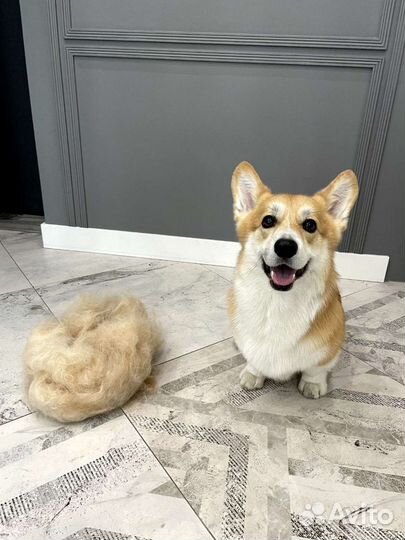 Груминг собак