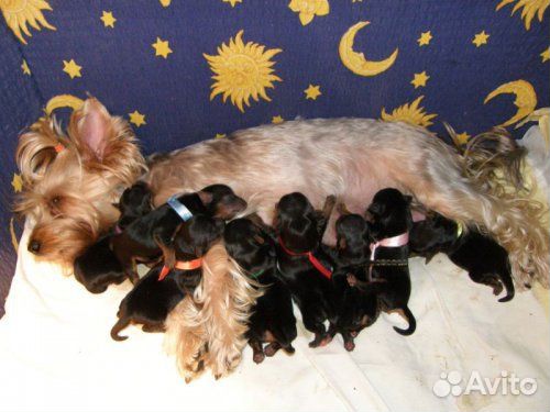 Мини мальчишки