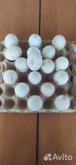 Инкубационное яйцо гусей линда