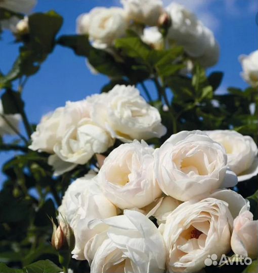 Саженцы плетистых роз окс