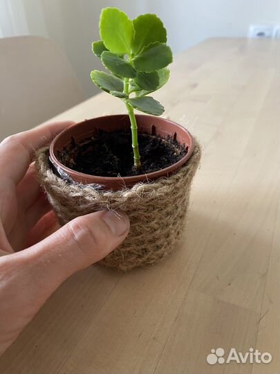 Каланхоэ комнатное растение